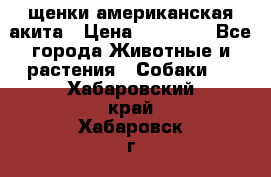 щенки американская акита › Цена ­ 30 000 - Все города Животные и растения » Собаки   . Хабаровский край,Хабаровск г.